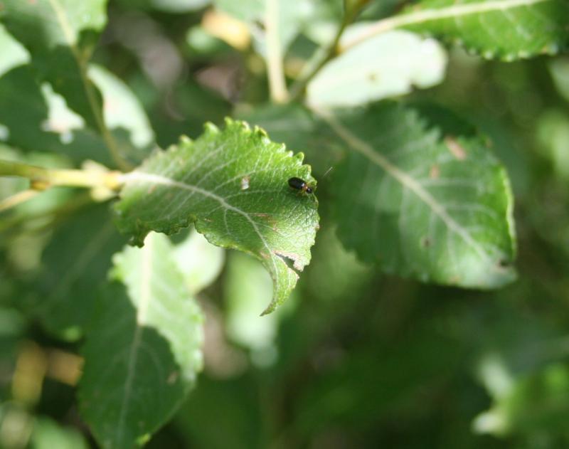 Insetti al Corno alle Scale (BO)